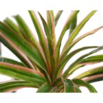 PLANTA YUCA 24CM - Imagen 2