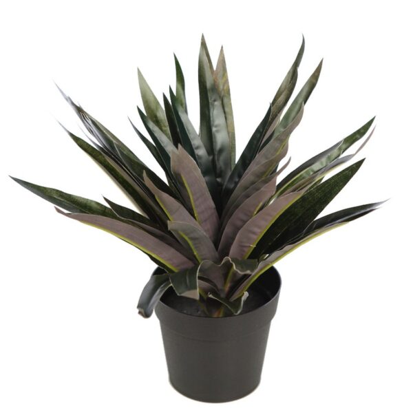PLANTA DRACENA P. EN MACETA 26CM - Imagen 1