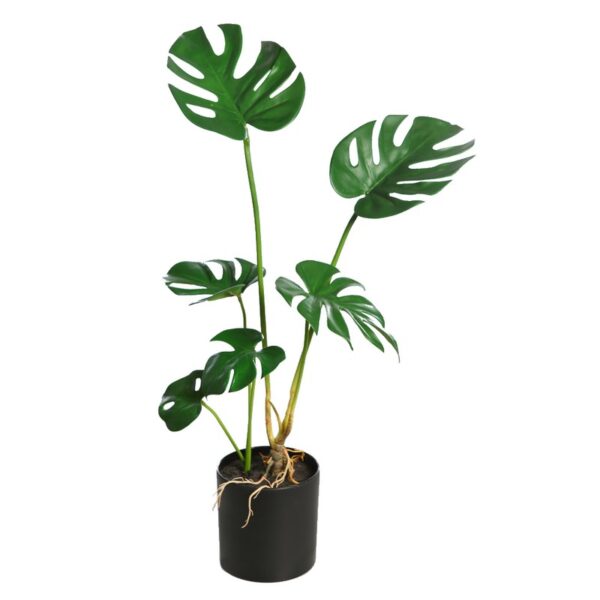 MONSTERA  70CM - Imagen 1