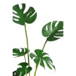 MONSTERA  70CM - Imagen 2