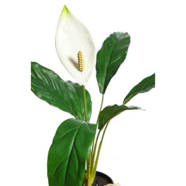 SPATIFILIUM 50CM - Imagen 2