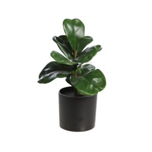 FICUS LYRATA 27CM