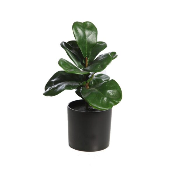 KD6808-27-15_0 FICUS LYRATA 27CM - Imagen 1