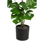 FILODENDRO  29CM - Imagen 2