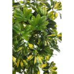 PLANTA CHEFLERA TRONCO CON MACETA 120CM - Imagen 2