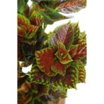 PLANTA COLEO ARTIFICIAL 70CM - Imagen 2