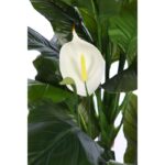 SPATIFILIUM ARTIFICIAL EN MACETA 133CM - Imagen 3