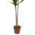 DRACENA ARTIFICIAL CON MACETA 175CM ANCHO 70CM - Imagen 3