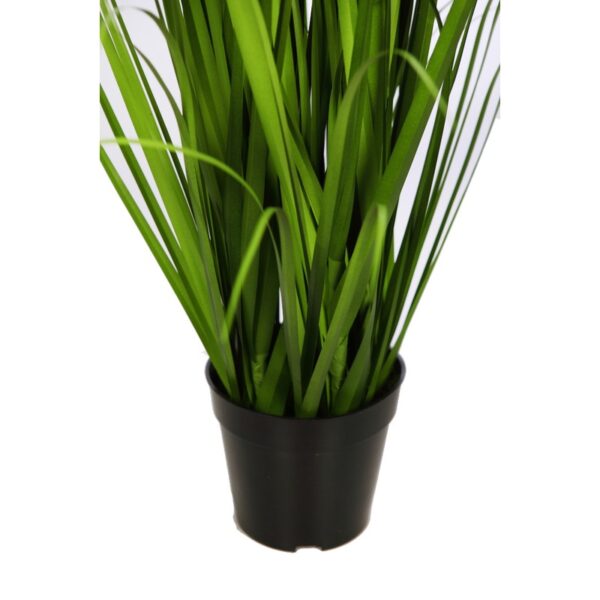 PLANTA GRAMINEA - Imagen 2