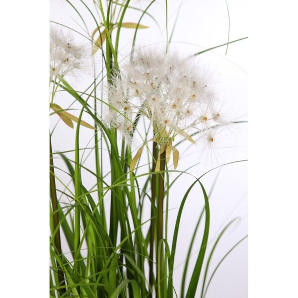 PLANTA GRAMINEA - Imagen 3