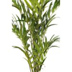 PALMERA KENTIA ARTIFICIAL 170CM - Imagen 3