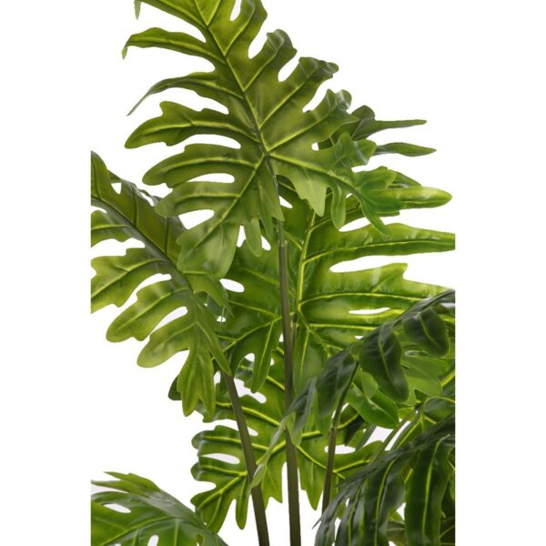 PLANTA DE MONSTERA DELICIOSA 120CM - Imagen 2