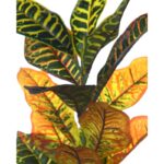 PLANTA CROTON ARTIFICIAL 60CM - Imagen 2