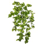 PLANTA SINGONIO COLGANTE 70CM