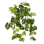 PLANTA SINGONIO COLGANTE 50CM