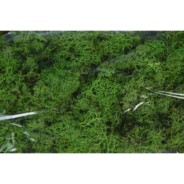 CAJA DE MUSGO FINLANDES PRESERVADO 400GR - Imagen 6