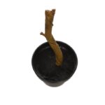 MACETA CON TRONCO ARTIFICIAL 28CM - Imagen 2