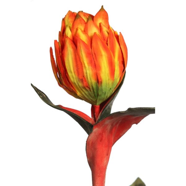 VARA DE PROTEA - Imagen 2