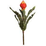 VARA DE PROTEA - Imagen 3