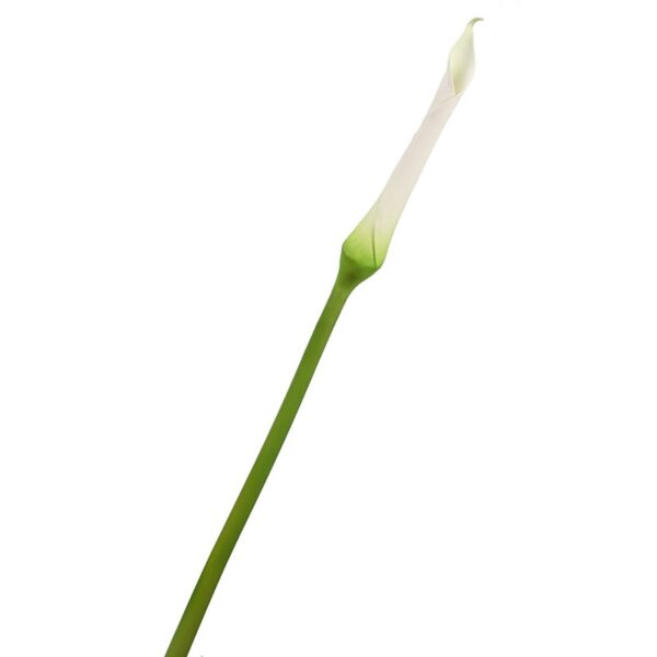 PL012158.01_0 VARA CALA - Imagen 1