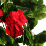 PLANTA GERANIO COLGANTE ARTIFICIAL 70CM - Imagen 4