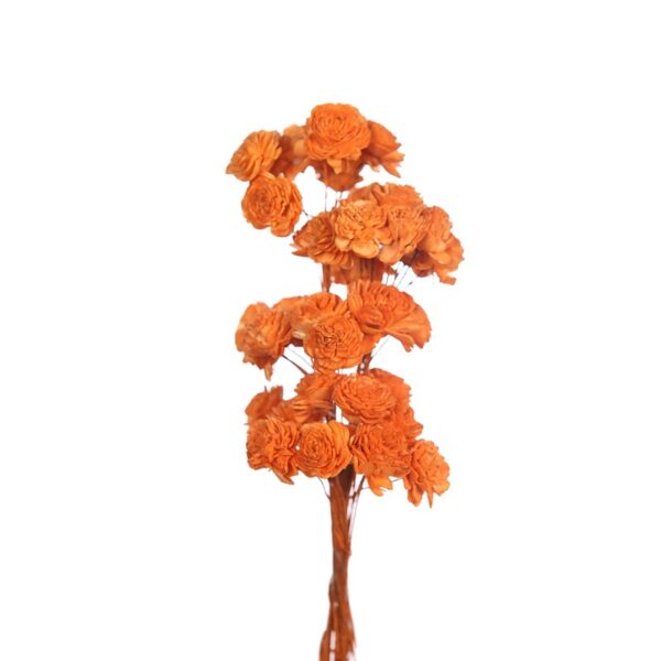POMO X4 SOLA ROSE MINI 20CM - Imagen 1
