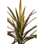 PLANTA YUCCA 68CM - Imagen 2