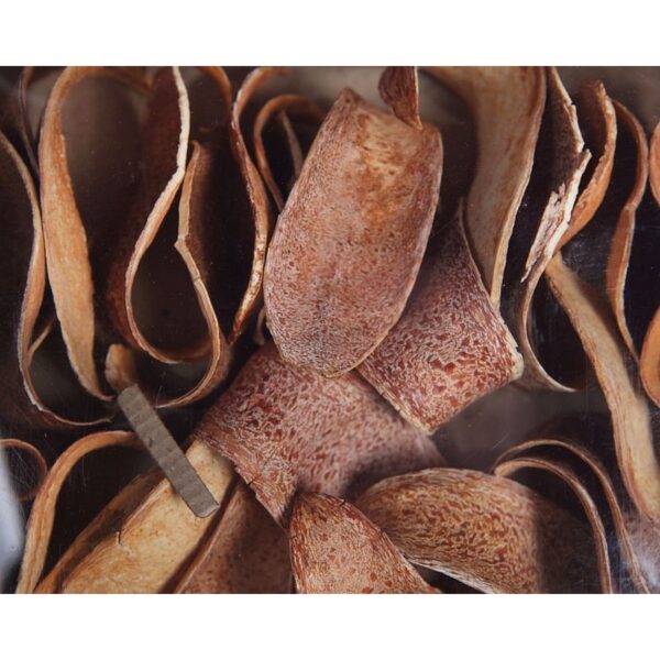 CUCHARA CORTEZA NATURAL CAJA 30 UNIDADES APROX - Imagen 2