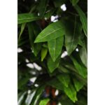 ARBOL ARTIFICIAL MANGO 180CM - Imagen 2