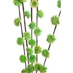 SOLA RUD STICK DRAGON 5UD 80CM - Imagen 4