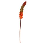 VARA EXOTICA SECO 75CM - Imagen 3