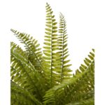 PLANTA DE HELECHO EN MACETA 70CM - Imagen 2