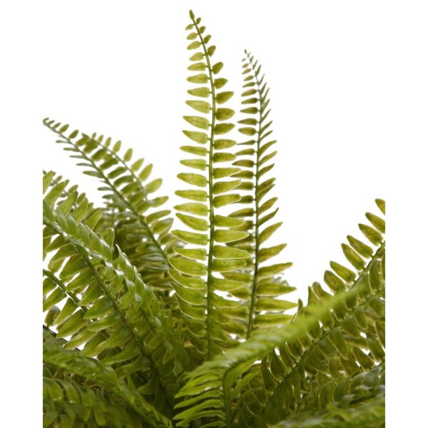 PLANTA DE HELECHO EN MACETA 70CM - Imagen 2