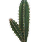 CACTUS CON MACETA 135CM - Imagen 3