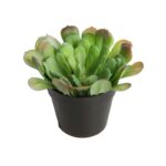 PLANTA CACTUS 18CM - Imagen 2