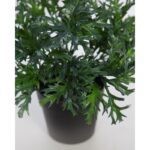 MATA RUCULA SILVESTRE CON MACETA 25CM - Imagen 2