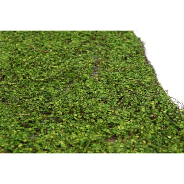 PLACA BOJO - Imagen 2