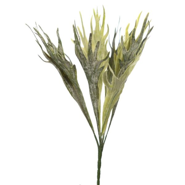 PLANTA CUERNO DE ALCE 40 CM - Imagen 1