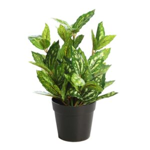 MATA TRADESCANTIA EN MACETA