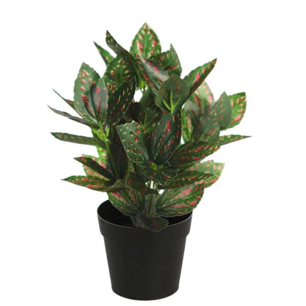 MATA TRADESCANTIA ROJA EN MACETA - Imagen 1