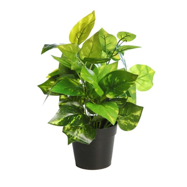 MATA POTO EN MACETA 35CM - Imagen 1