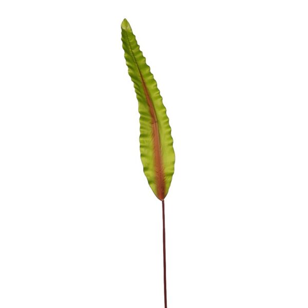 HOJA DE ASPLENIUM 91CM - Imagen 1