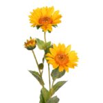 VARA GIRASOL 66CM - Imagen 2