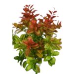 EUCALIPTO - Imagen 2