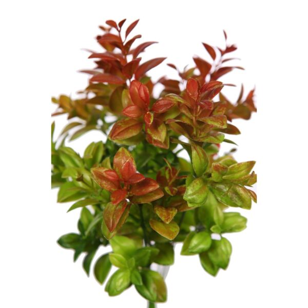 EUCALIPTO - Imagen 2