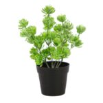 PLANTA CRASA EN MACETA 25CM