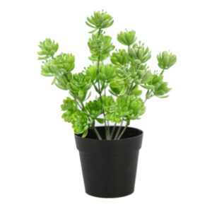 PLANTA CRASA EN MACETA 25CM