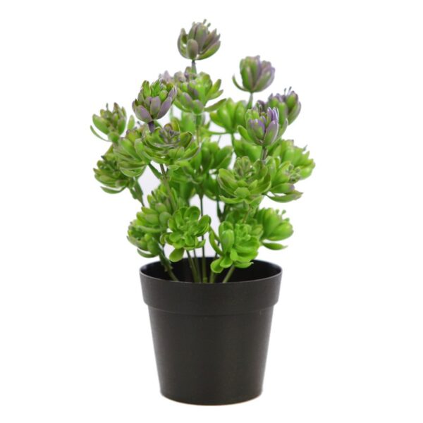 PLANTA CRASA EN MACETA 25CM - Imagen 2