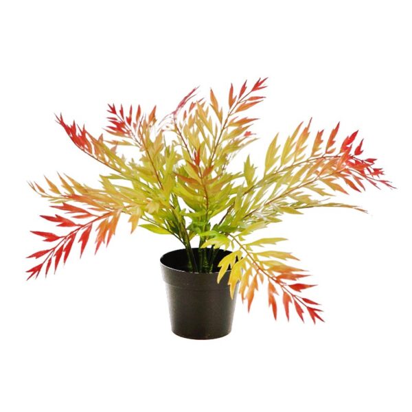 Y0375M.13_0 MATA HELECHOSA EN MACETA 33CM - Imagen 1