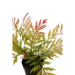 MATA HELECHOSA EN MACETA 33CM - Imagen 2